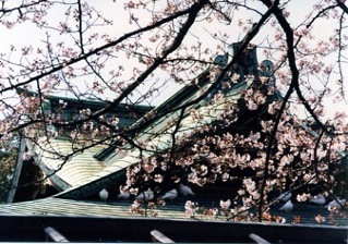 靖国神社の桜　（平成6.4）